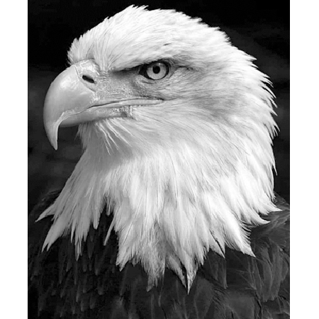 Kartal Sayılarla Boyama Seti