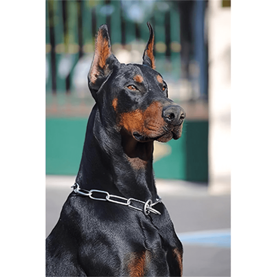 Doberman Sayılarla Boyama Seti